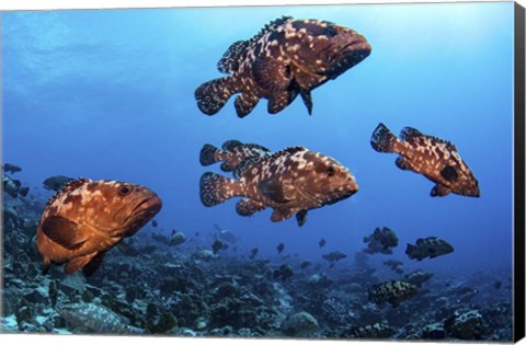 Framed Marbeled Grouper Begin to Gather Together Print