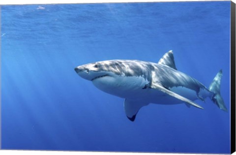 Framed Great White Shark in Guadalupe Mexico Print