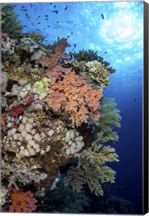 Framed Beautiful Soft Coral Reef in the Red Sea, Red Sea Print