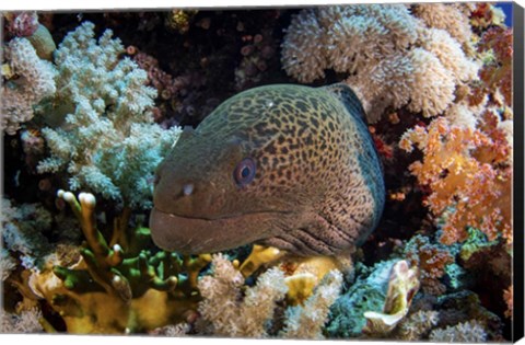 Framed Moray Eel Framed With Beautiful Soft Corals, Red Sea Print