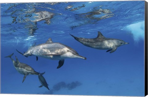 Framed Pod Of Spinner Dolphins Plays Near the Surface Of Red Sea Print