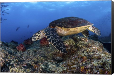 Framed Hawksbill Turtle Glides Over a Reef in Search Of a Meal Print