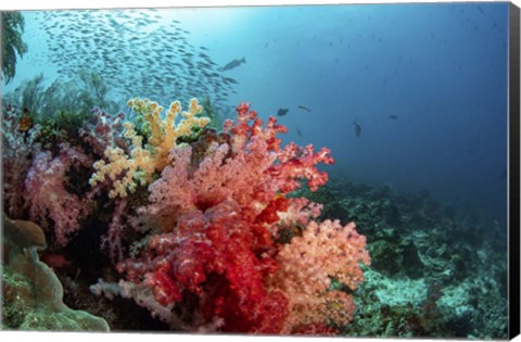 Framed Soft Corals Adorn the Reef and Fish Are Plentiful Print