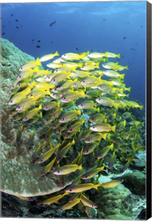 Framed School Of Fish Bonds Tightly Together For Protection Print