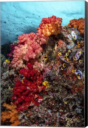 Framed Colorful Soft Corals Live Along the Ridge Of This Coral Bommie Print