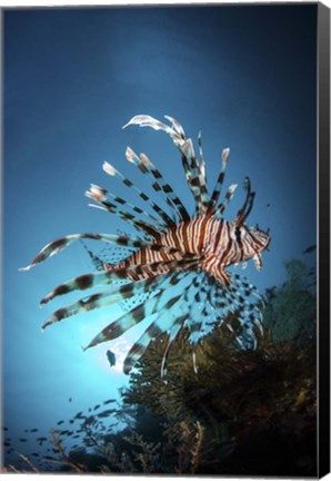 Framed Lionfish Hovers Over a Coral Reef As the Sun Sets Print