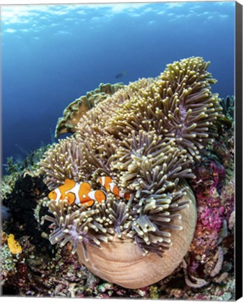 Framed Clownfish Seeking Shelter in An Anemone Print