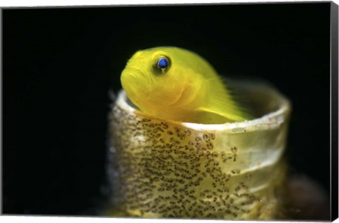 Framed Lemon Goby With Its Eggs On the Side Of a Tube Worm Hole Print