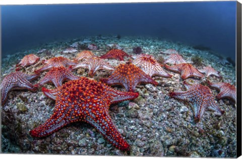 Framed Panamic Cushion Stars Gather On the Sea Floor Print