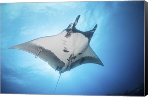 Framed Giant Manta Ray Soars By Under the Sun Print