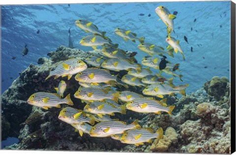 Framed School Of Sweetlip Fish Stacked Up Against a Coral Head Print