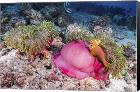 Framed Two Anemone Fish Make Their Home in a Pink Anemone Print