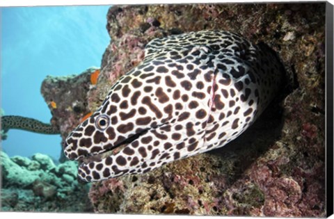 Framed Honeycomb Eel Emerges From Its Den Print