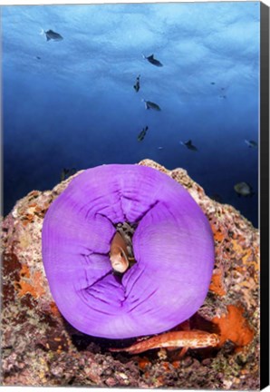 Framed Clownfish Peeks Out From a Purple Anemone Print