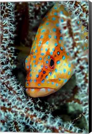 Framed Coral Grouper Peaking Through a Gorgonian Print