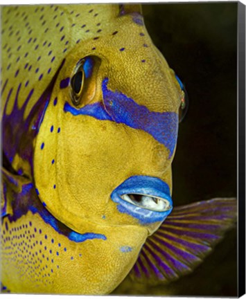 Framed Head Shot Of a Surgeonfish Print