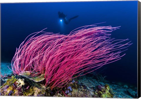 Framed Reef Scene With Diver in Kimbe Bay, Papua New Guinea Print