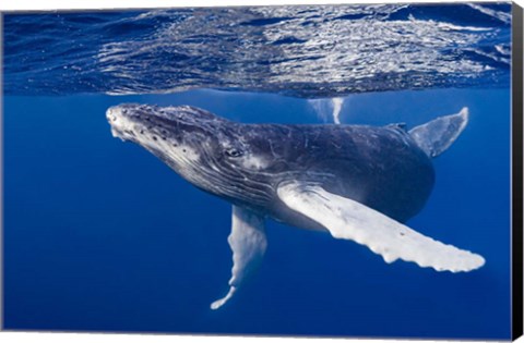 Framed Humpback Whale Calf Playing At the Surface Print