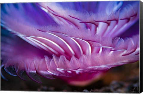 Framed Close-Up Texture Shot Of a Tube Worm Print