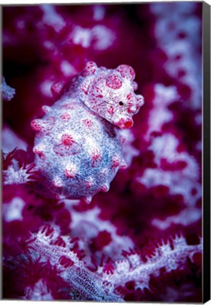 Framed Red Bargabanti Pygmy Seahorse 1 Print