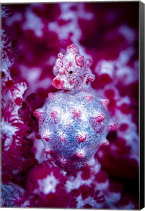 Framed Red Bargabanti Pygmy Seahorse 2 Print