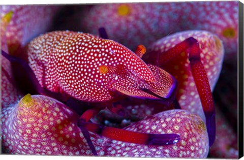 Framed Emperor Shrimp On a Sea Cucumber Print