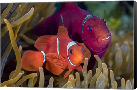 Framed Pair Of Spinecheek Anemonefish Print