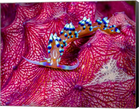 Framed Caloria Indica Nudibranch Print