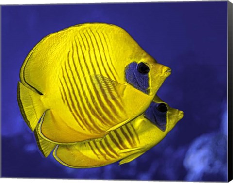 Framed Pair Of Masked Butterflyfish Print