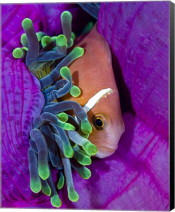 Framed Maldive Anemonefish Finding Comfort in Its Anemone Print