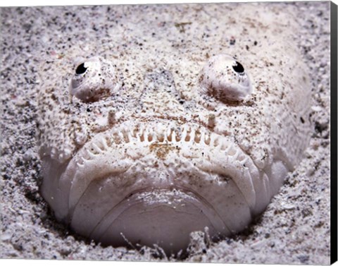 Framed Stargazer Fish Sits Buried in the Sand Waiting For Prey Print