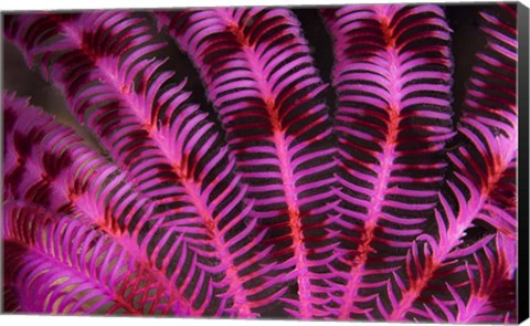 Framed Pink and Red Crinoid Print