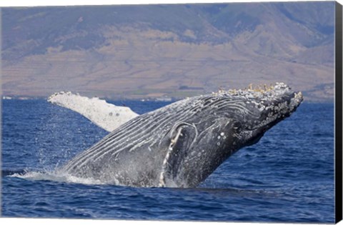 Framed Breaching Humpback Whale, Off the Coast Of Hawaii Print