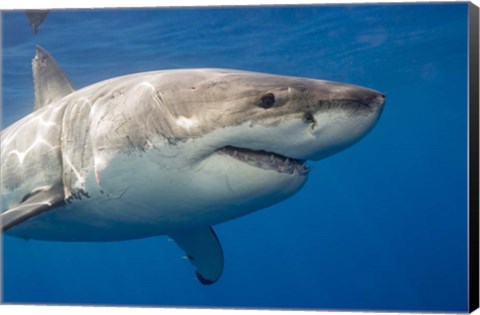 Framed Great White Shark Print