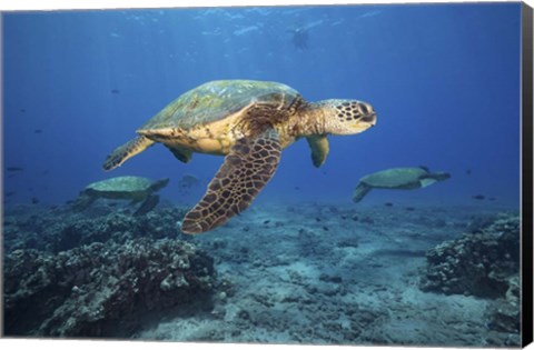 Framed Green Sea Turtles Off Maui, Hawaii Print