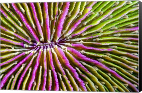 Framed Mouth Detail Of a Colorful Mushroom Coral Print