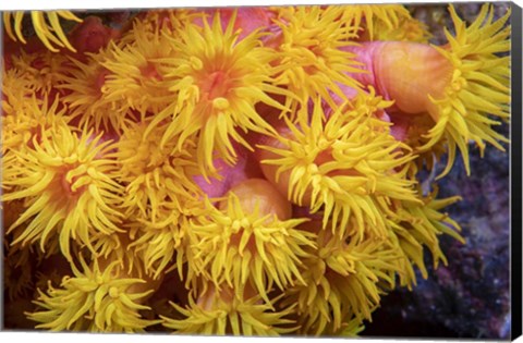 Framed Close Look At Orange Cup Coral Print