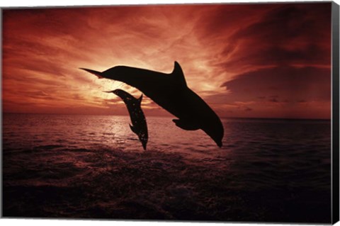 Framed Pair Of Atlantic Bottlenose Dolphins Print