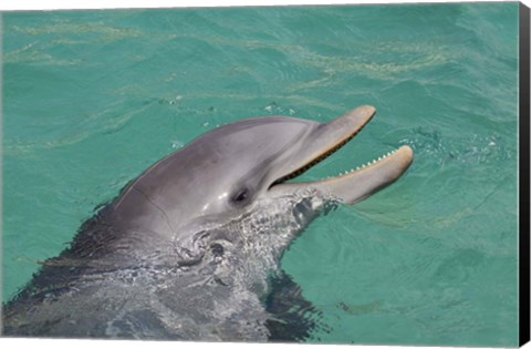 Framed Atlantic Bottlenose Dolphin Print