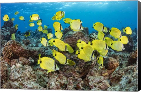 Framed Schooling Milletseed Butterflyfish Print