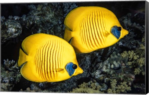 Framed Masked Butterflyfish Print