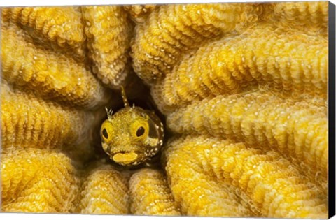 Framed Spinyhead Blenny in Hard Coral Print