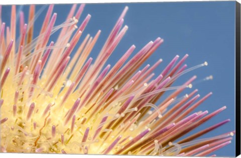 Framed Close-Up of a Variegated Urchin Print