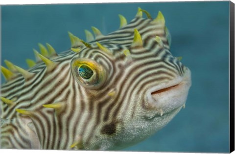 Framed Web Burrfish Print