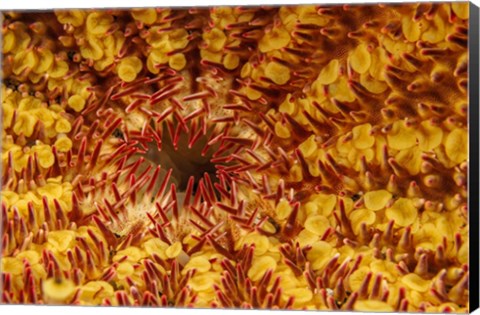 Framed Close-Up Look At the Underside Of the Crown-Of-Thorns Starfish Print