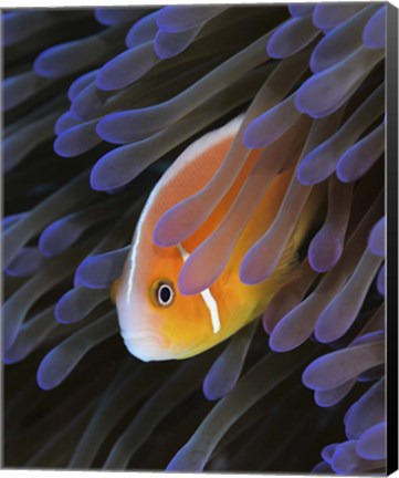 Framed Pink Anemonefish Print