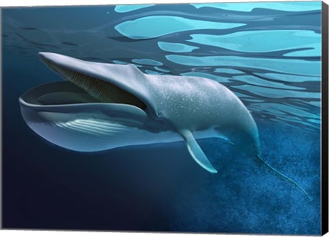 Framed Blue Whale Underwater With Caustics On Surface Print