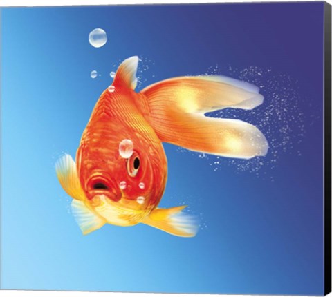 Framed Goldfish With Water Bubbles Print