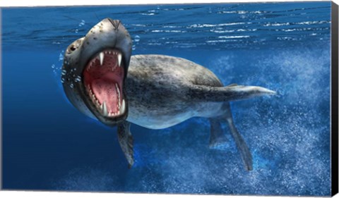 Framed Leopard Seal Swimming Underwater Print