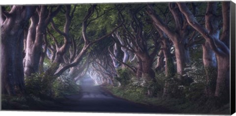 Framed Dark Hedges Print